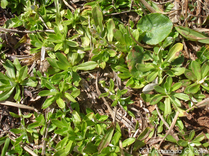 Chevreulia sarmentosa