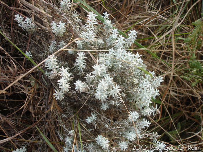 Lucilia acutifolia