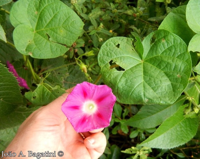 Ipomoea purpurea