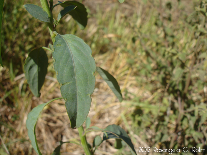 Porophyllum ruderale