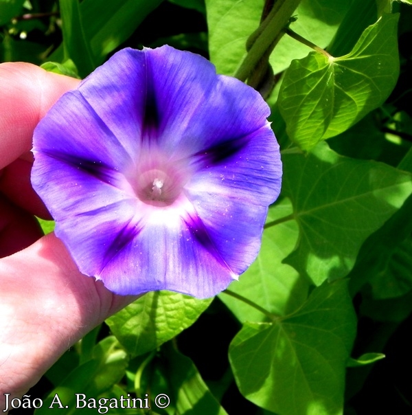 Ipomoea purpurea