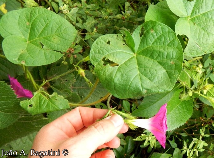 Ipomoea purpurea