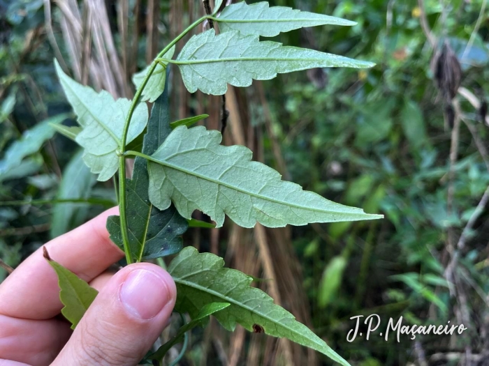 Calea pinnatifida