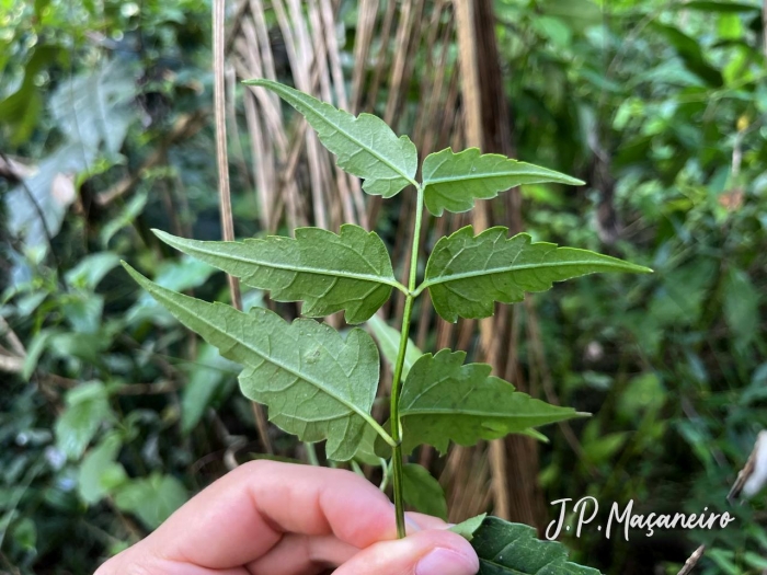 Calea pinnatifida