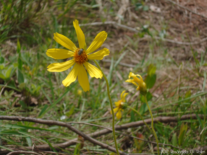 Calea uniflora