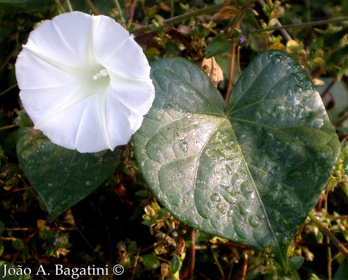 Ipomoea purpurea