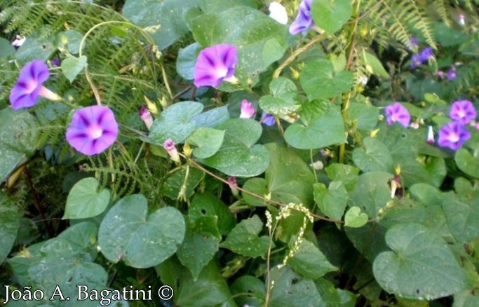 Ipomoea purpurea