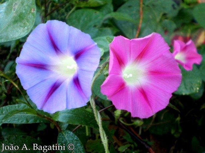 Ipomoea purpurea