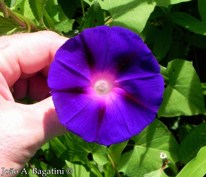 Ipomoea purpurea