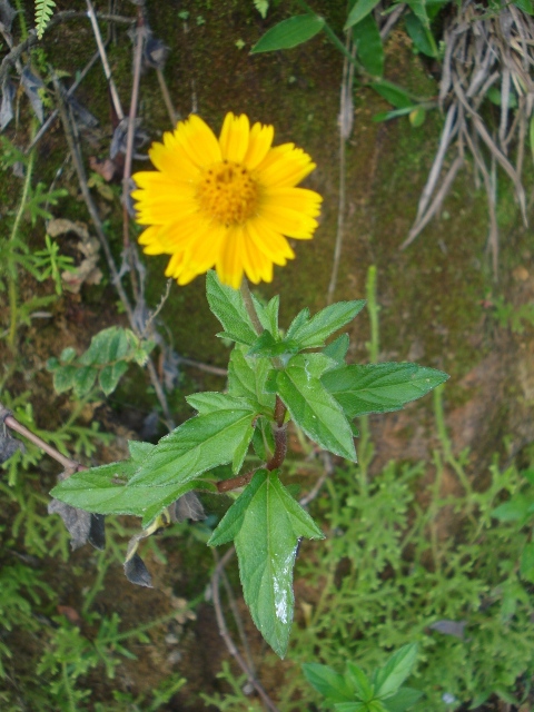 Sphagneticola trilobata