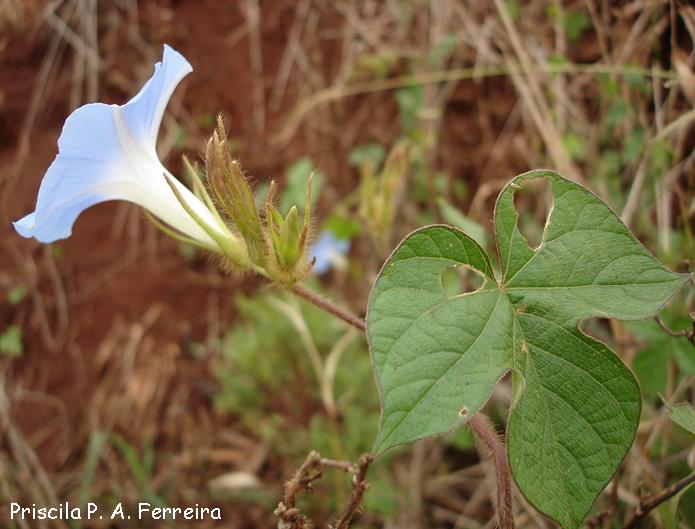 Ipomoea nil