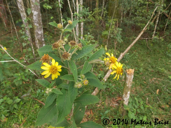 Verbesina sordescens