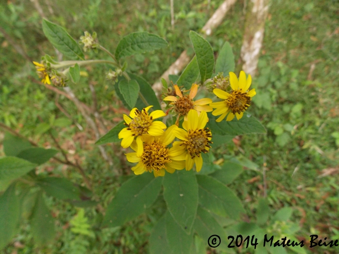 Verbesina sordescens