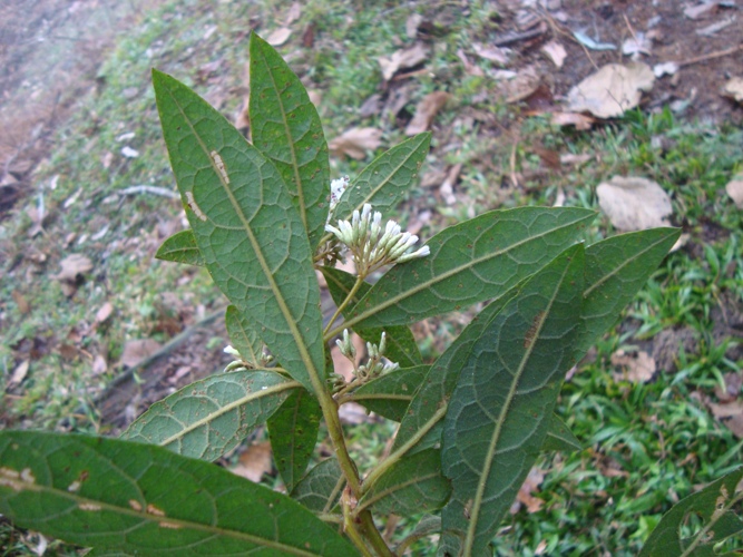 Critoniopsis quinqueflora