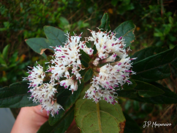 Critoniopsis quinqueflora