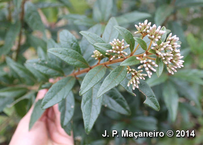 Critoniopsis quinqueflora