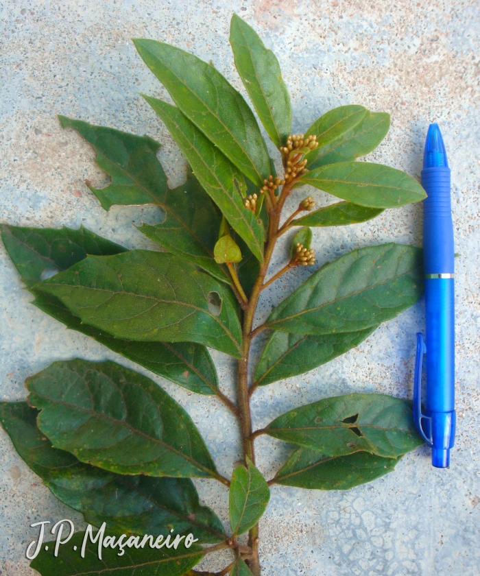 Critoniopsis quinqueflora