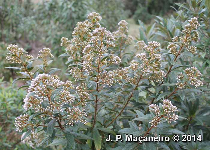 Critoniopsis quinqueflora