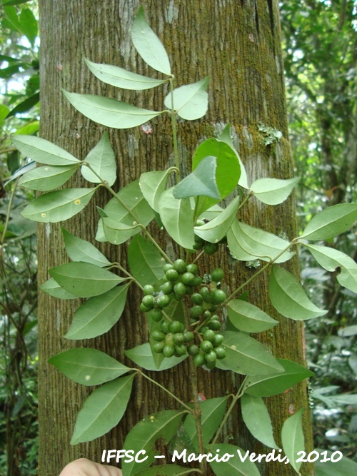 Mollinedia clavigera