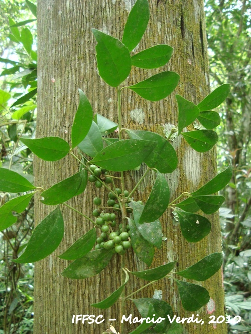 Mollinedia clavigera