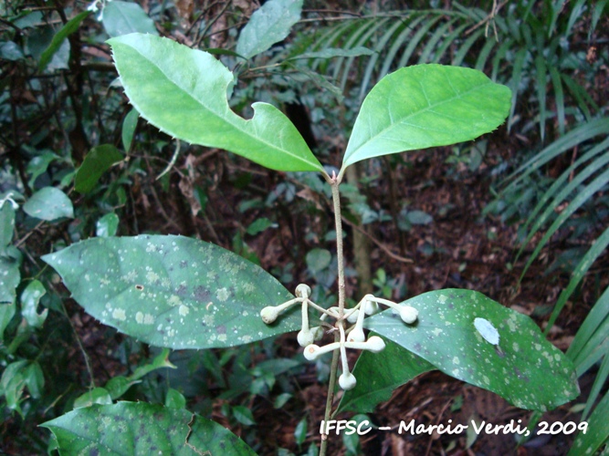 Mollinedia calodonta