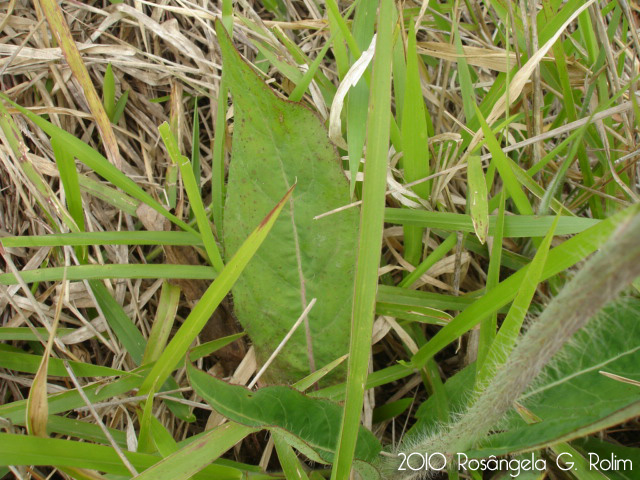 Hieracium commersonii