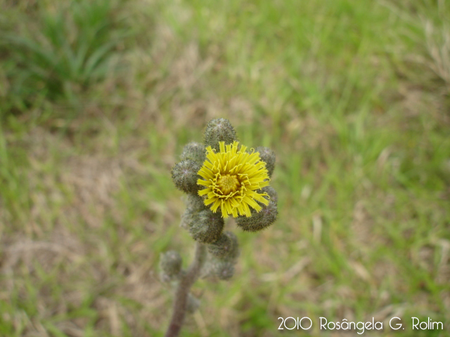 Hieracium commersonii