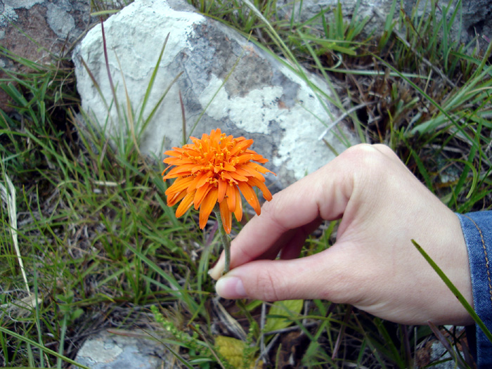 Criscia stricta