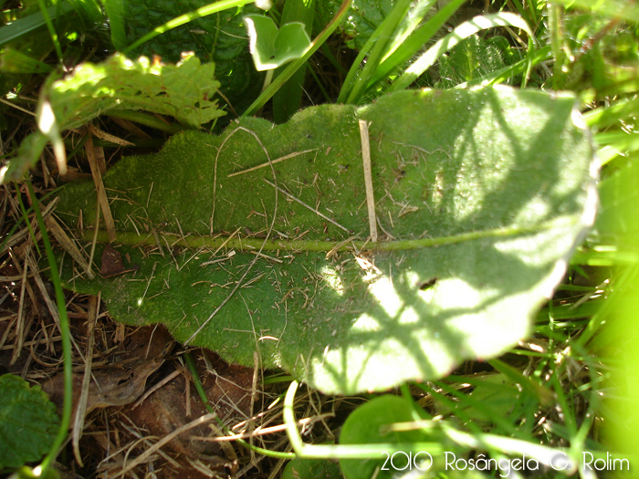 Holocheilus brasiliensis