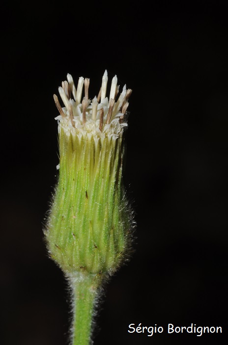 Stenachaenium campestre