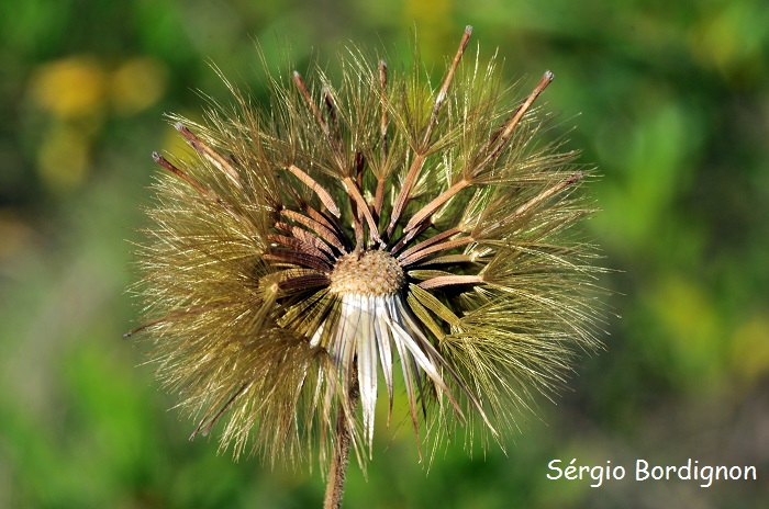 Stenachaenium campestre