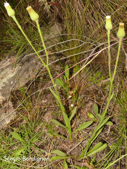 Stenachaenium campestre