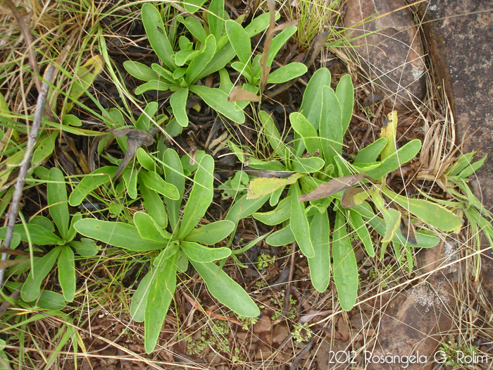 Stenachaenium campestre