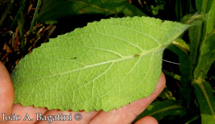 Stenachaenium megapotamicum