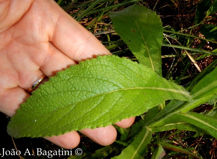 Stenachaenium megapotamicum