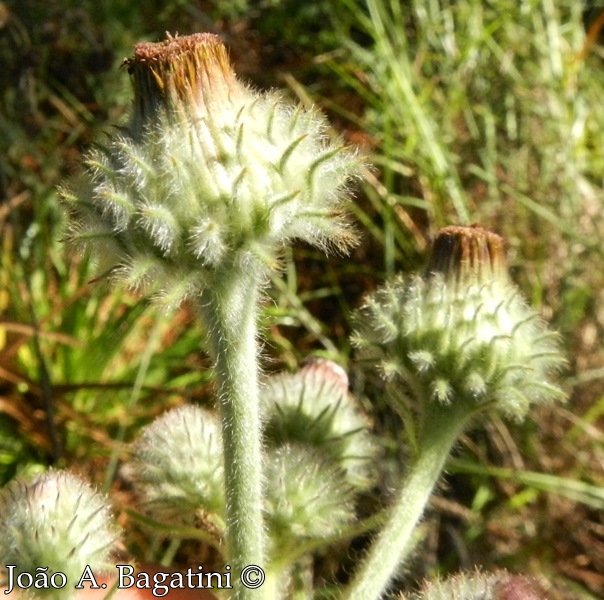 Stenachaenium megapotamicum