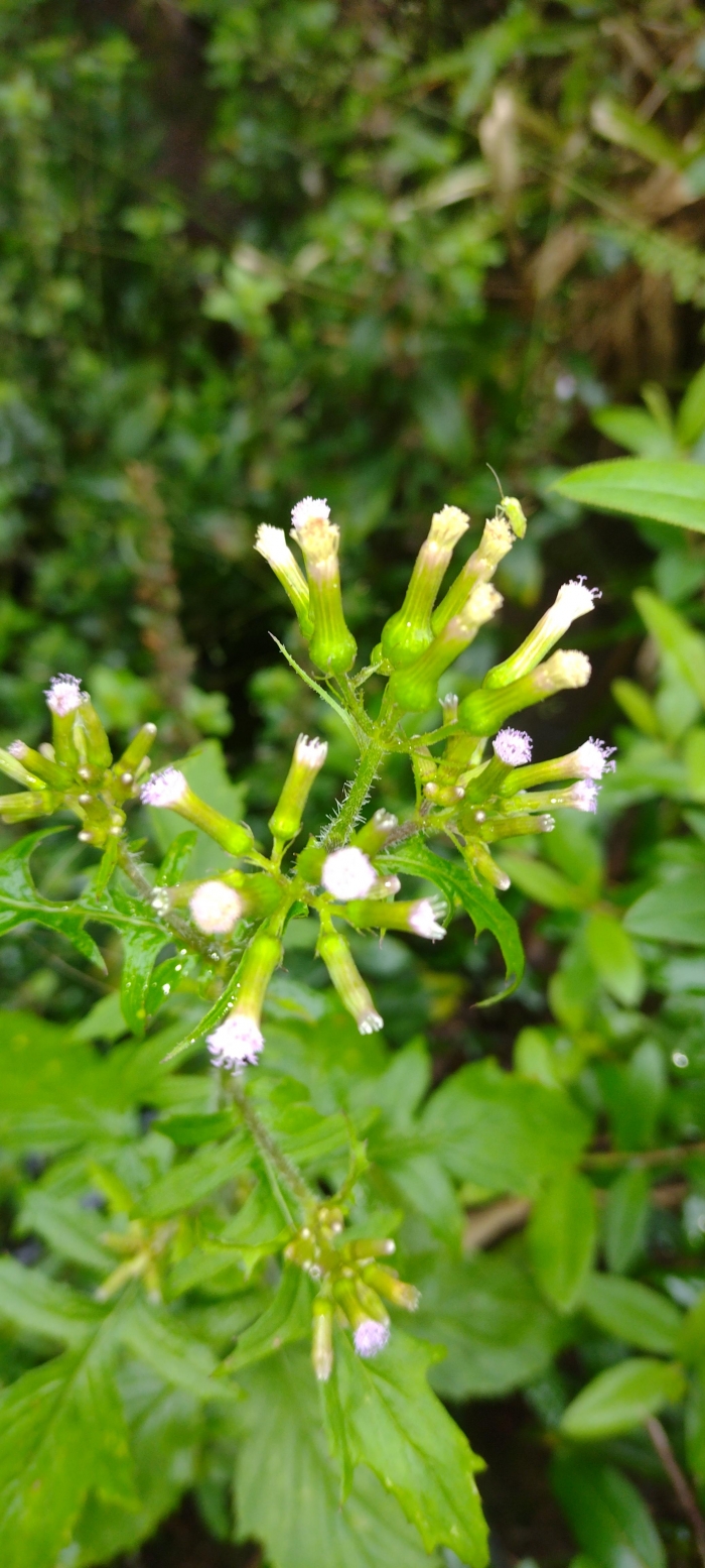 Erechtites valerianifolius