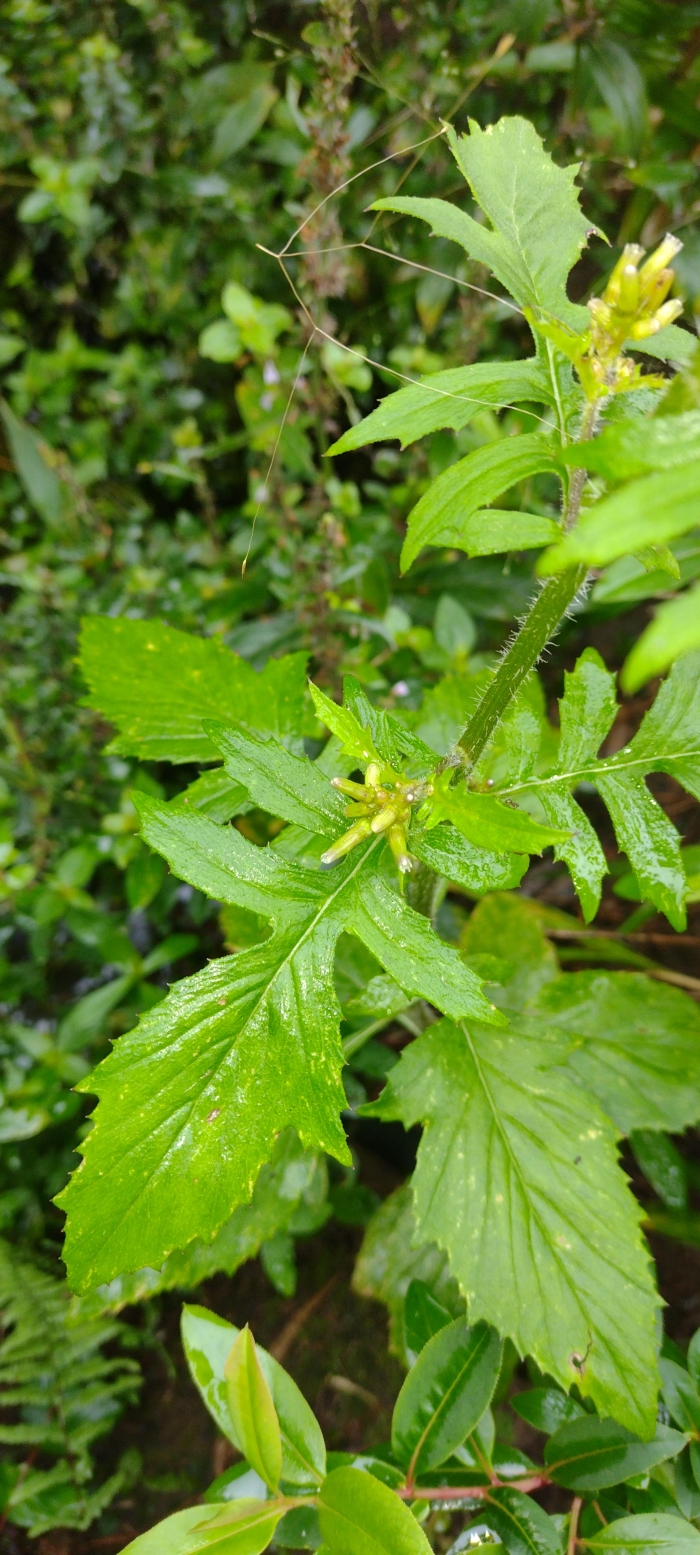 Erechtites valerianifolius