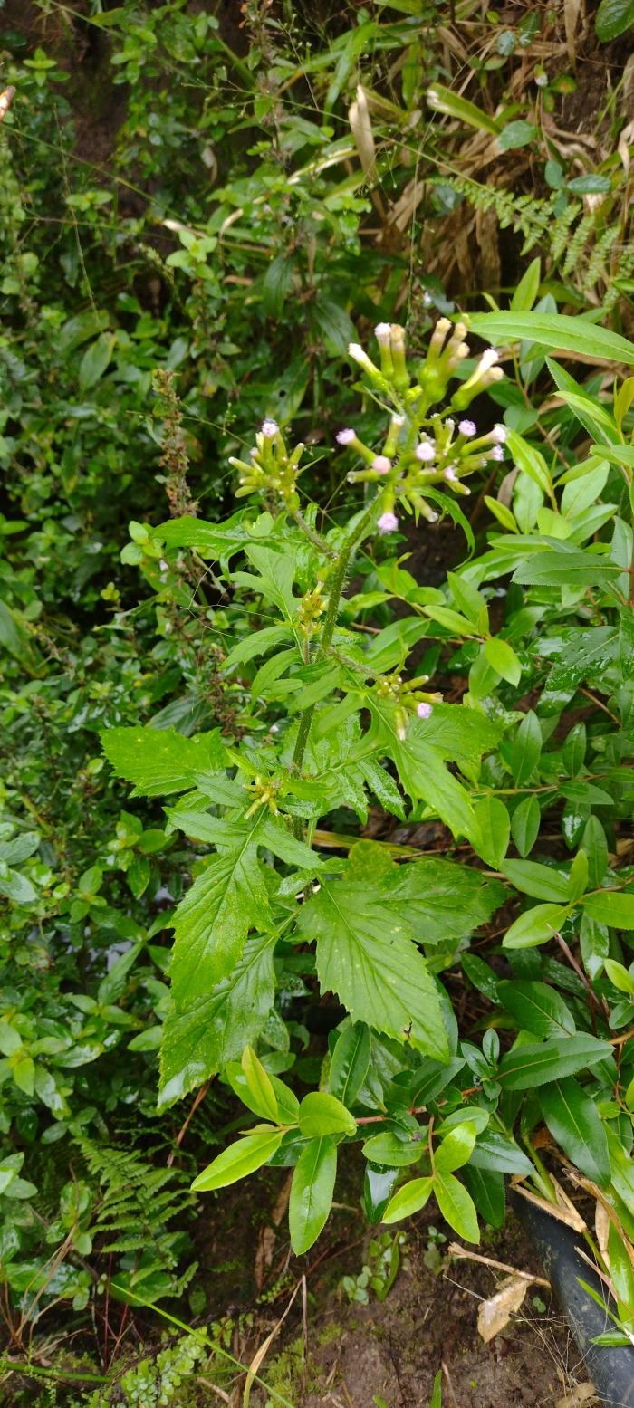 Erechtites valerianifolius