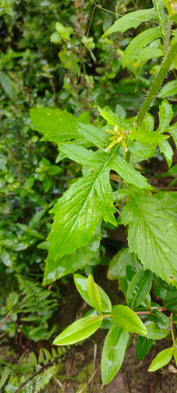 Erechtites valerianifolius
