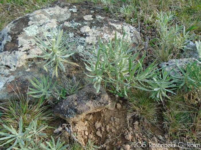 Senecio heterotrichius