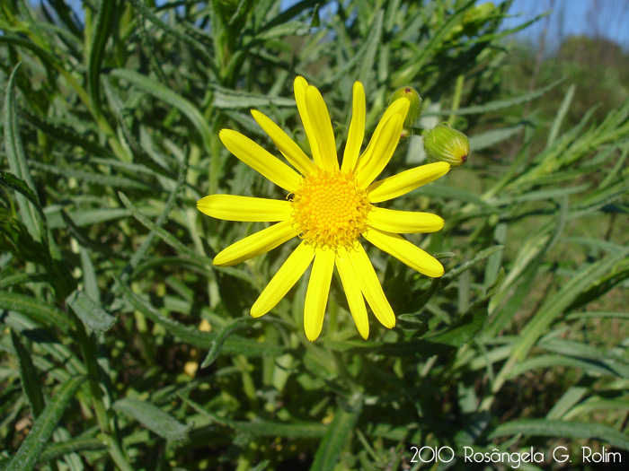 Senecio heterotrichius