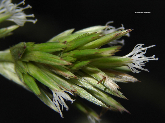 Orthopappus angustifolius