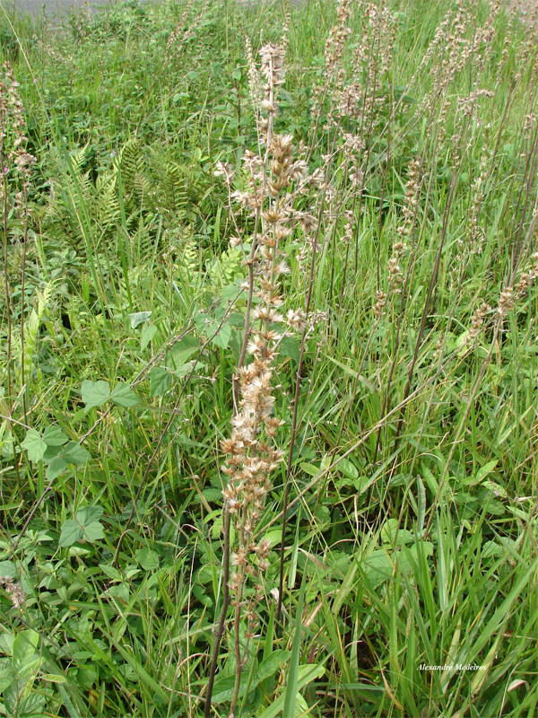 Orthopappus angustifolius