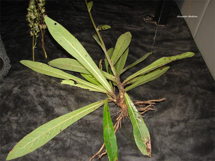 Orthopappus angustifolius
