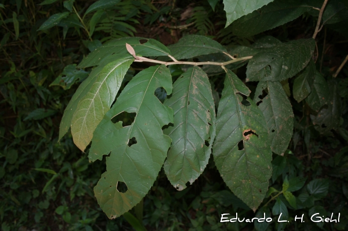 Piptocarpha sellowii