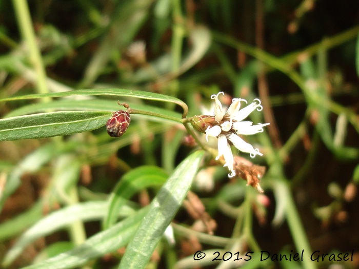 Vernonia balansae