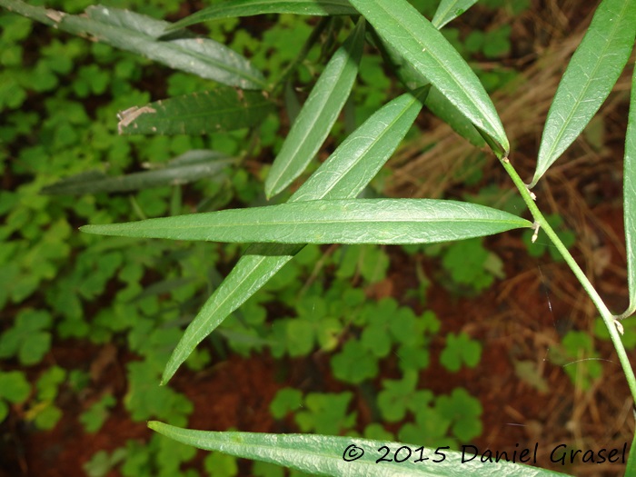 Vernonia balansae