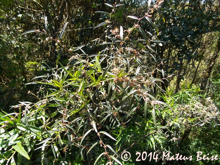 Vernonia balansae