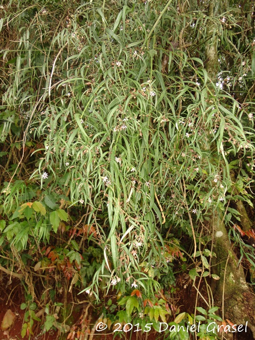 Vernonia balansae